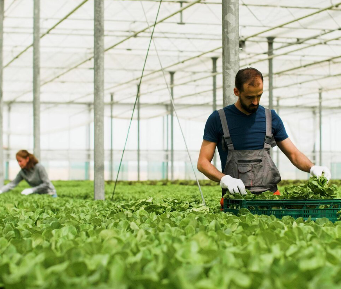 Agricultural activities including crop cultivation, farming, and sustainable agricultural practices